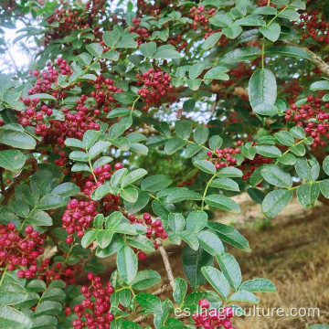 Pimienta roja Peppertree Pricklyash Sichuan Peppercorn